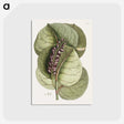 1-61_Mark-Catesby_postcard