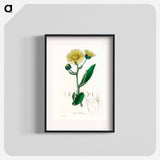 アートポスター-Elecampane Illustration
 - 薬用植物学 Poster.