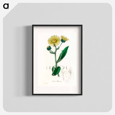 アートポスター-Elecampane Illustration
 - 薬用植物学 Poster.