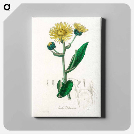 アートパネル-Elecampane Illustration
 - 薬用植物学 Canvas.