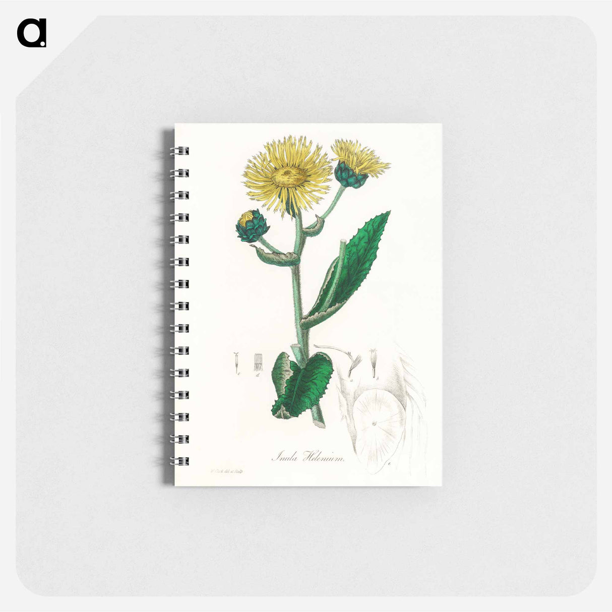 アートメモ帳-Elecampane Illustration
 - 薬用植物学 Memo.