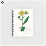 アートメモ帳-Elecampane Illustration
 - 薬用植物学 Memo.