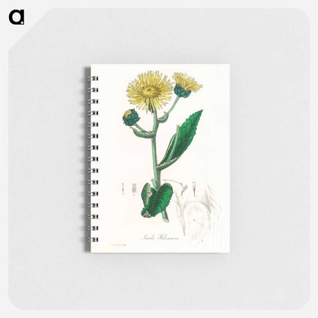アートメモ帳-Elecampane Illustration
 - 薬用植物学 Memo.