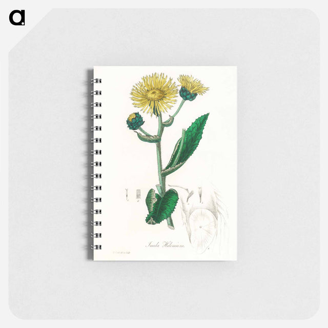 アートメモ帳-Elecampane Illustration
 - 薬用植物学 Memo.