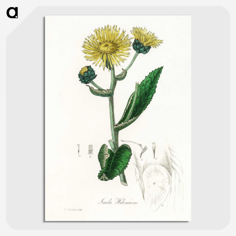 1-61_Medical-Botany_picture-crop