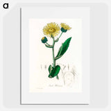 アートポスター-Elecampane Illustration
 - 薬用植物学 Poster.
