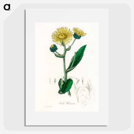 アートポスター-Elecampane Illustration
 - 薬用植物学 Poster.