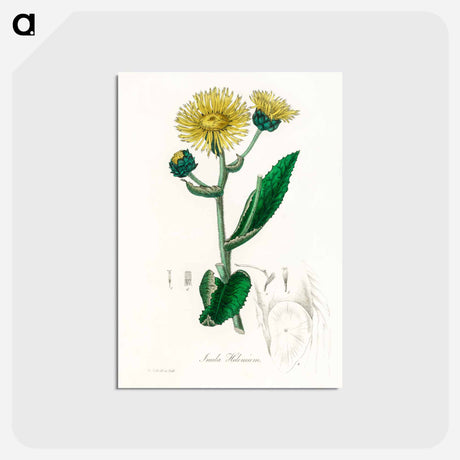アートポストカード-Elecampane Illustration
 - 薬用植物学 Postcard.