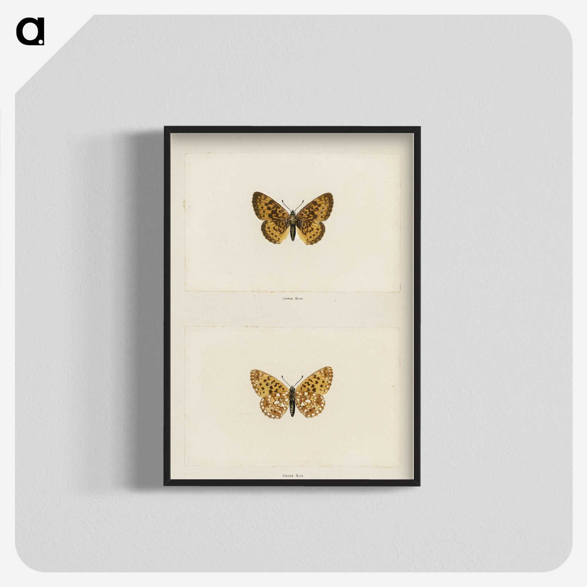 1-61_Moths-and-Butterflies-of-the-United-States_blk-crop