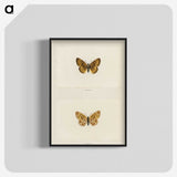 1-61_Moths-and-Butterflies-of-the-United-States_blk-crop