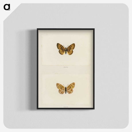 1-61_Moths-and-Butterflies-of-the-United-States_blk-crop