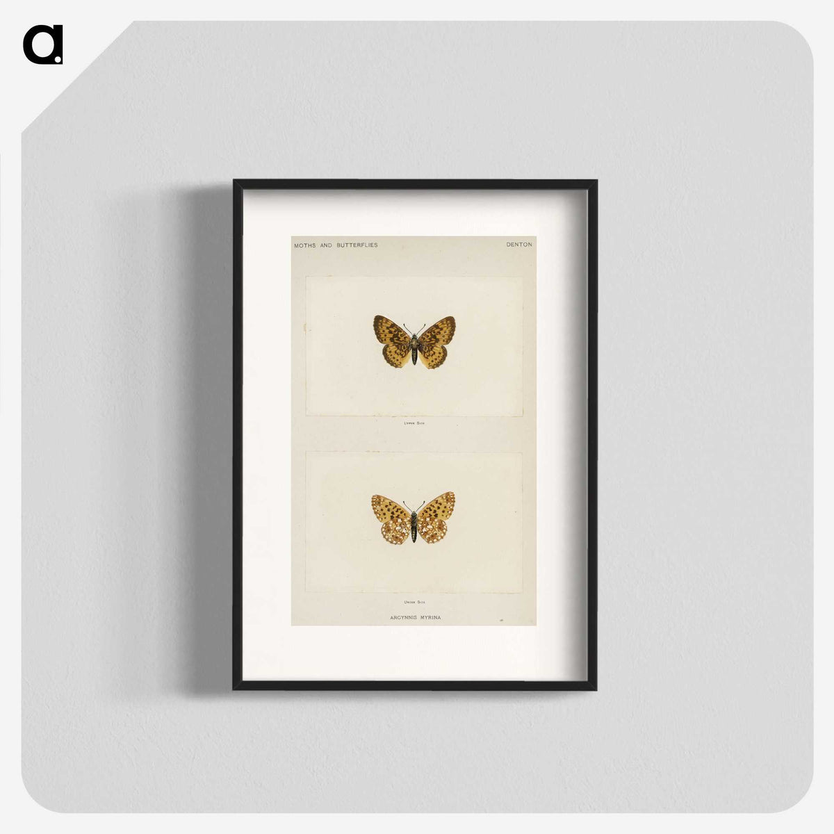 1-61_Moths-and-Butterflies-of-the-United-States_blk