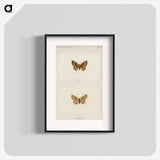 1-61_Moths-and-Butterflies-of-the-United-States_blk