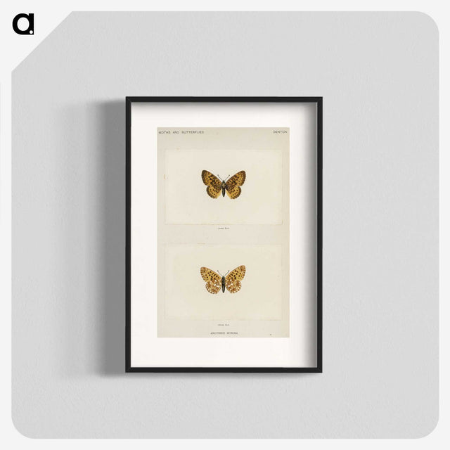 1-61_Moths-and-Butterflies-of-the-United-States_blk