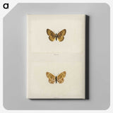 1-61_Moths-and-Butterflies-of-the-United-States_canvas