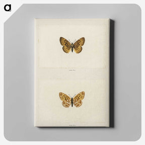 1-61_Moths-and-Butterflies-of-the-United-States_canvas