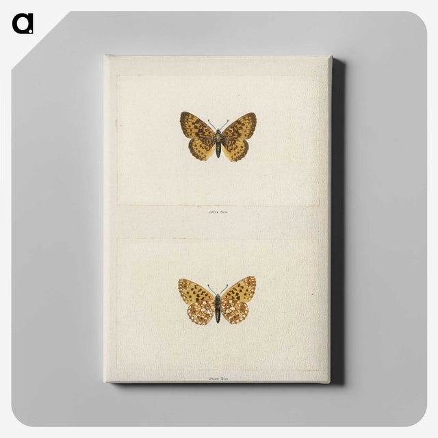 1-61_Moths-and-Butterflies-of-the-United-States_canvas