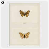 1-61_Moths-and-Butterflies-of-the-United-States_picture-crop