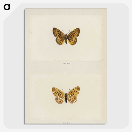 1-61_Moths-and-Butterflies-of-the-United-States_picture-crop
