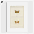 1-61_Moths-and-Butterflies-of-the-United-States_picture