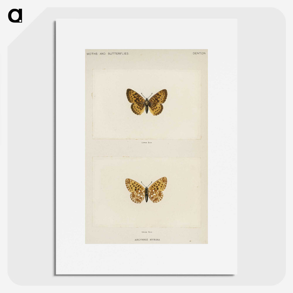 1-61_Moths-and-Butterflies-of-the-United-States_picture
