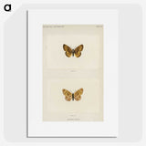 1-61_Moths-and-Butterflies-of-the-United-States_picture