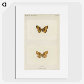 1-61_Moths-and-Butterflies-of-the-United-States_picture