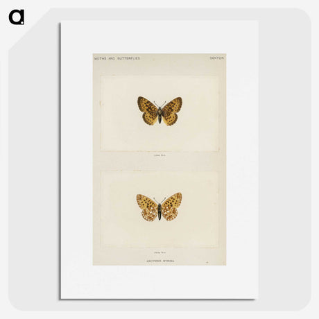 1-61_Moths-and-Butterflies-of-the-United-States_picture