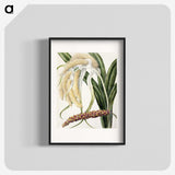 1-61_Native-Flowering-Plants-of-New-Zealand_blk