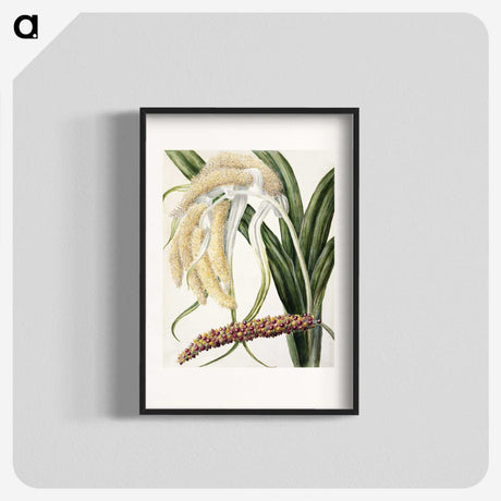 1-61_Native-Flowering-Plants-of-New-Zealand_blk