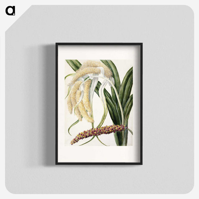 1-61_Native-Flowering-Plants-of-New-Zealand_blk