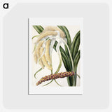 1-61_Native-Flowering-Plants-of-New-Zealand_hagaki