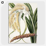 1-61_Native-Flowering-Plants-of-New-Zealand_picture-crop