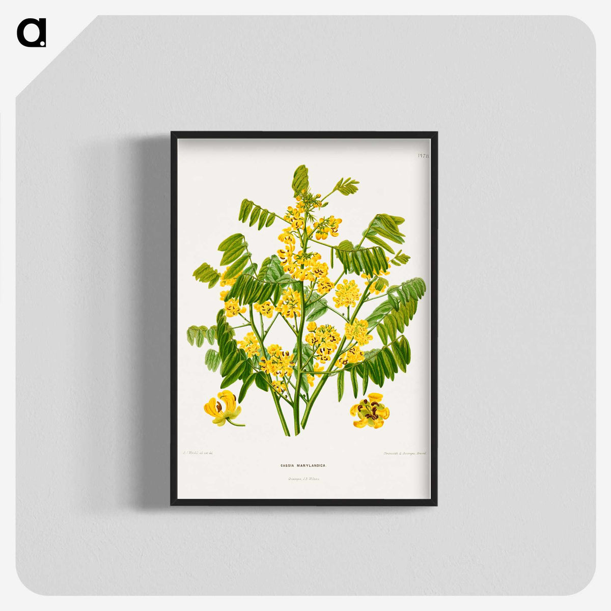 1-61_Nederlandsche-Flora-en-Pomona_blk-crop