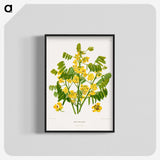 1-61_Nederlandsche-Flora-en-Pomona_blk-crop