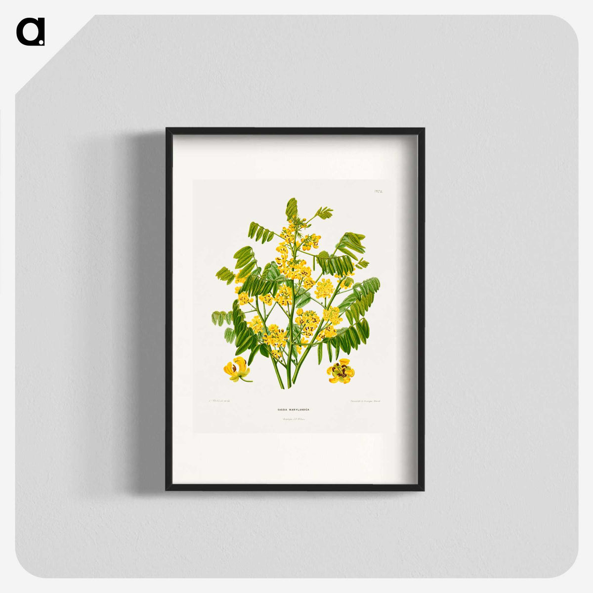 1-61_Nederlandsche-Flora-en-Pomona_blk