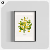 1-61_Nederlandsche-Flora-en-Pomona_blk