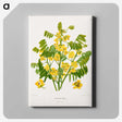 1-61_Nederlandsche-Flora-en-Pomona_canvas