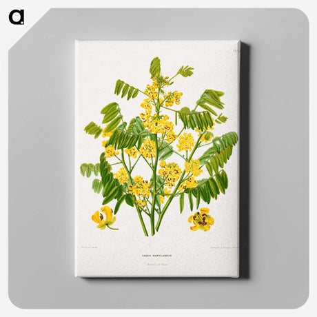 1-61_Nederlandsche-Flora-en-Pomona_canvas