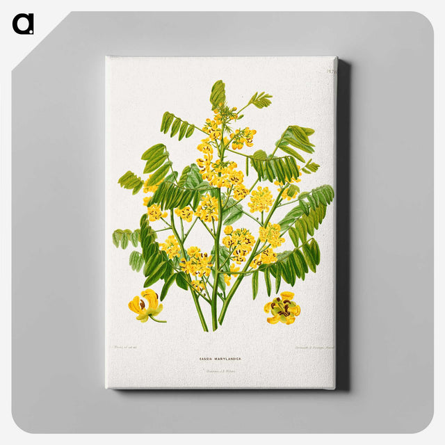 1-61_Nederlandsche-Flora-en-Pomona_canvas