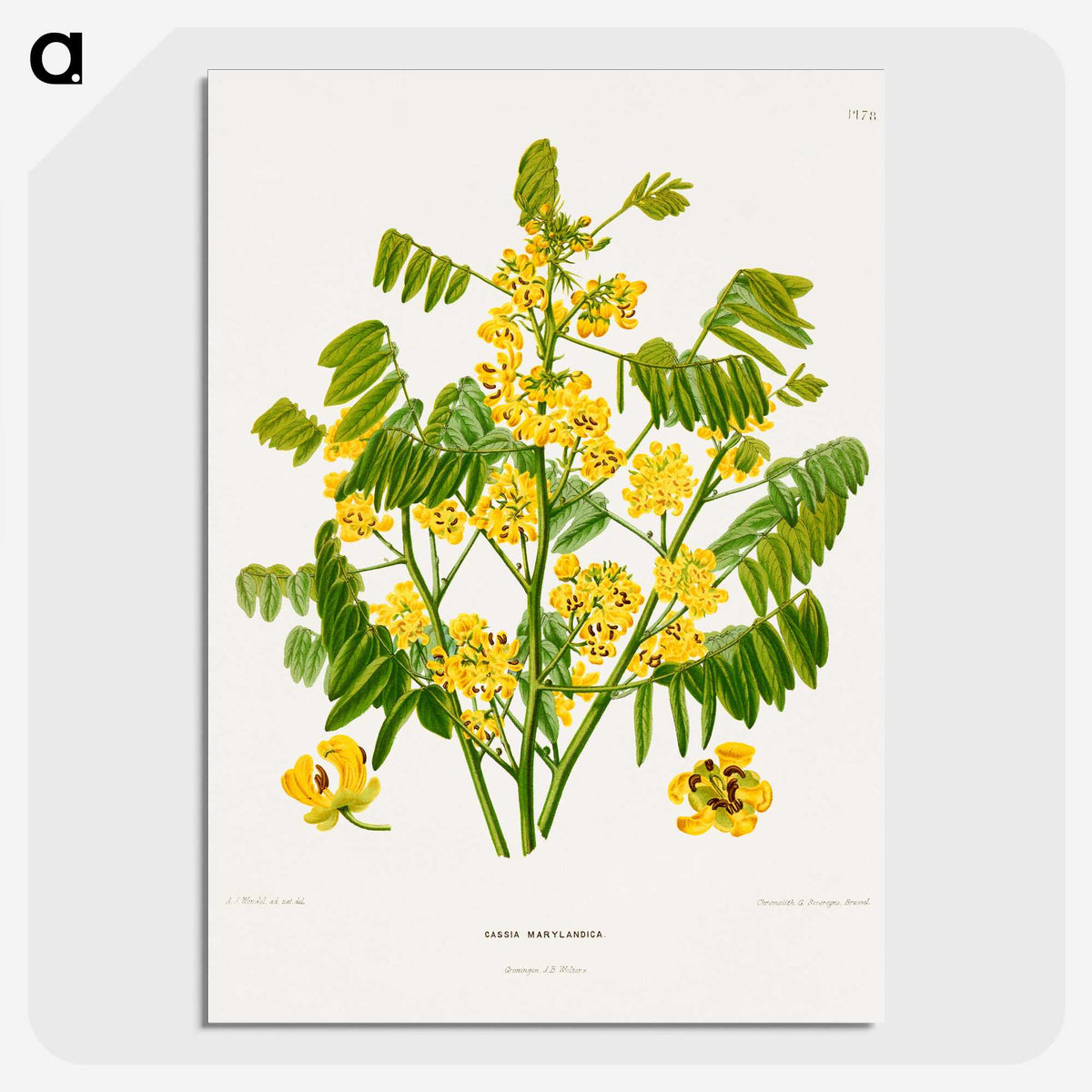 1-61_Nederlandsche-Flora-en-Pomona_picture-crop
