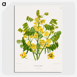 1-61_Nederlandsche-Flora-en-Pomona_picture-crop