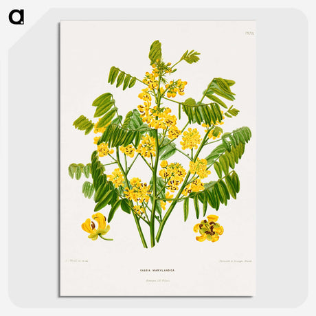 1-61_Nederlandsche-Flora-en-Pomona_picture-crop