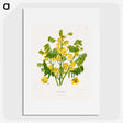 1-61_Nederlandsche-Flora-en-Pomona_picture