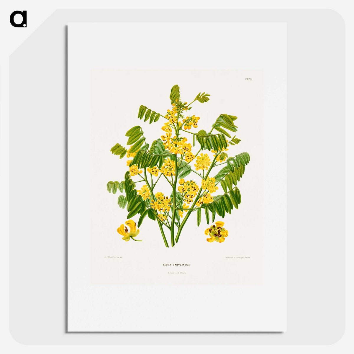 1-61_Nederlandsche-Flora-en-Pomona_picture