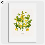 1-61_Nederlandsche-Flora-en-Pomona_picture