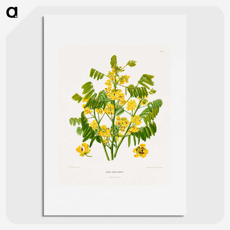 1-61_Nederlandsche-Flora-en-Pomona_picture