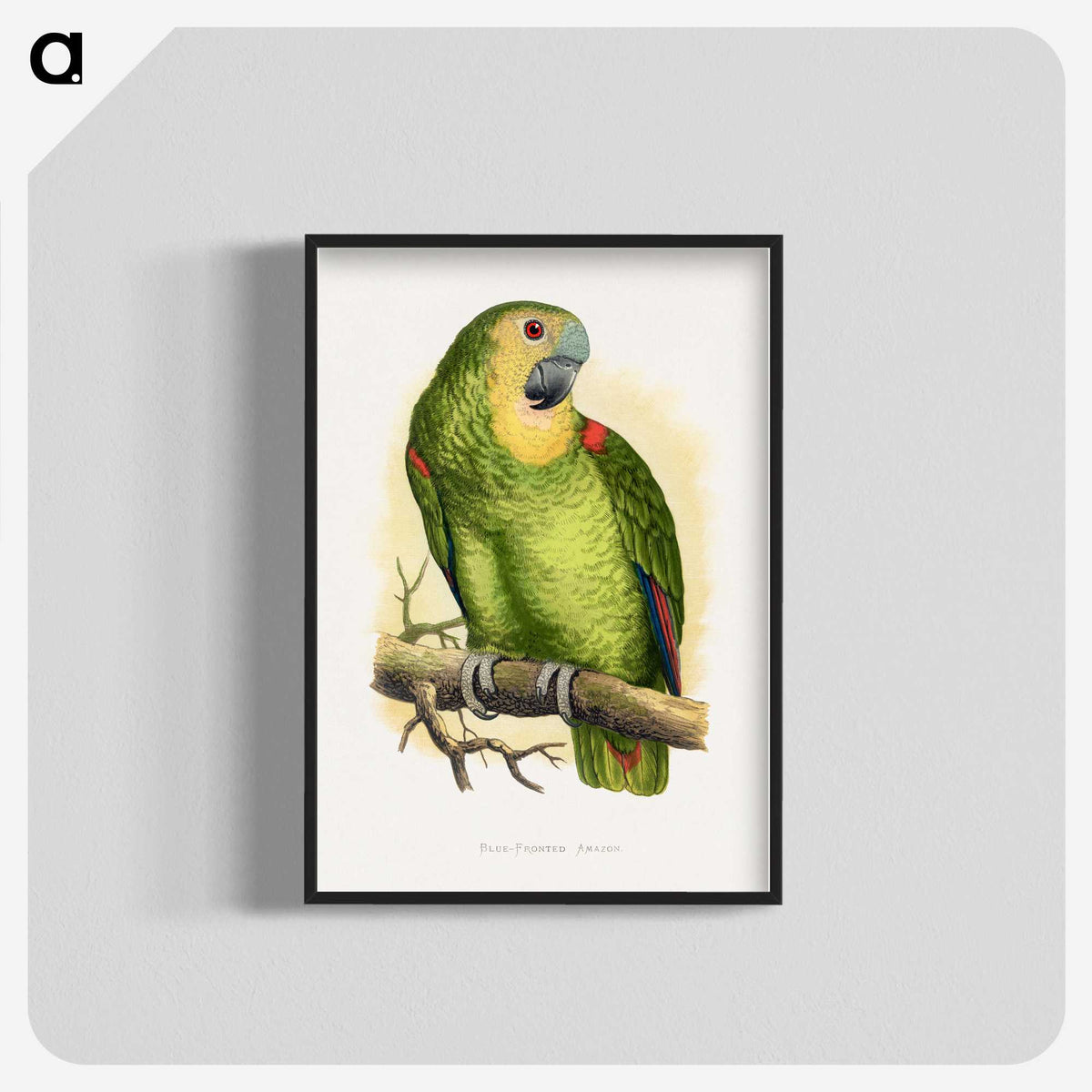 1-61_Parrots-in-Captivity_blk-crop