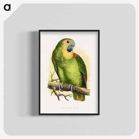 1-61_Parrots-in-Captivity_blk-crop