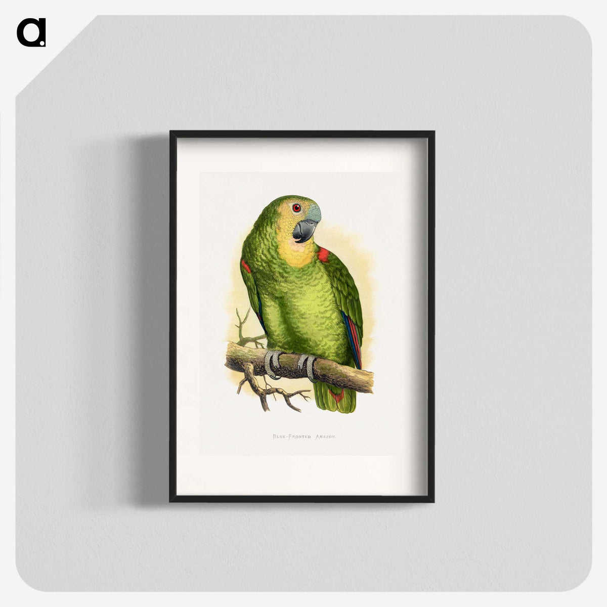 1-61_Parrots-in-Captivity_blk